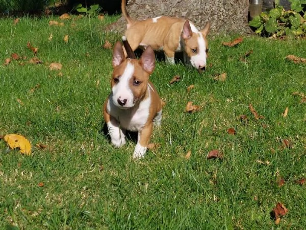 3 splendidi cuccioli di BULL TERRIER | Foto 0