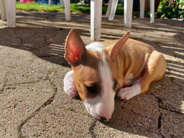3 splendidi cuccioli di BULL TERRIER