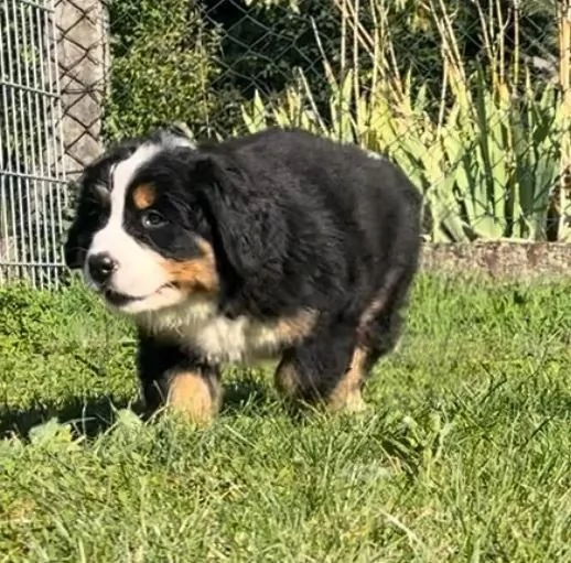 Meravigliosi cuccioli di Bovaro del Bernese | Foto 2