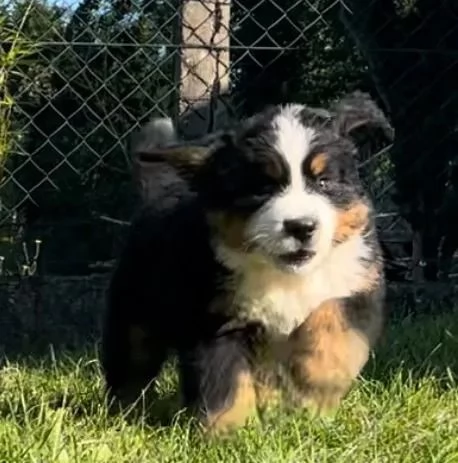 Meravigliosi cuccioli di Bovaro del Bernese | Foto 3