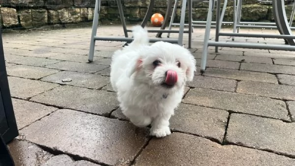 Cuccioli di Maltese Toy con Pedigree