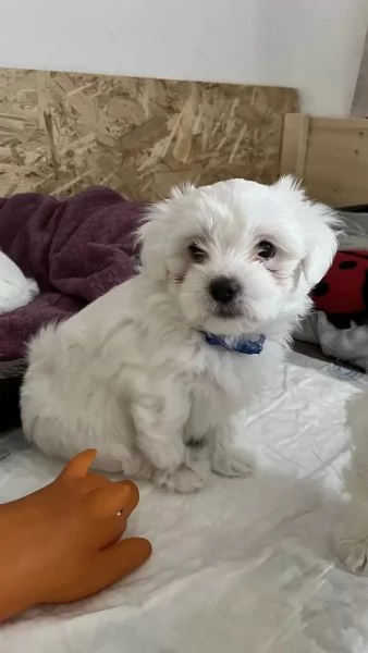 Cuccioli di Maltese taglia piccola | Foto 0