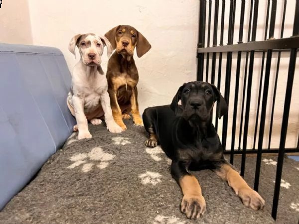 meravigliosi cuccioli di alano | Foto 2