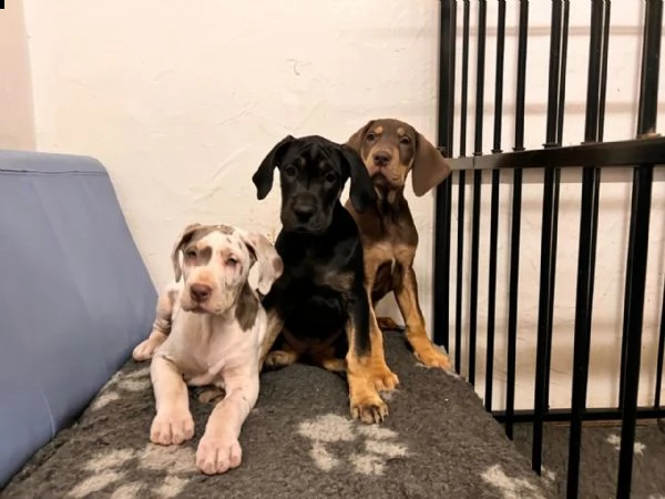 meravigliosi cuccioli di alano | Foto 1