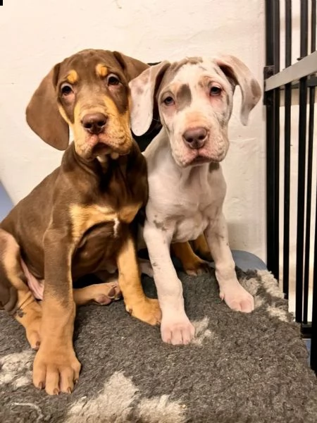 meravigliosi cuccioli di alano | Foto 0