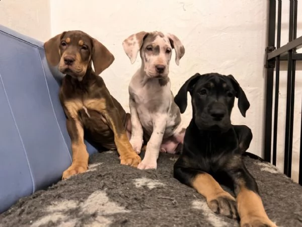 meravigliosi cuccioli di alano