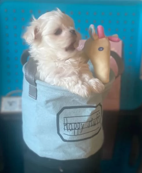 ragazzi/ragazze cuccioli maltesi bianchi come la neve | Foto 2