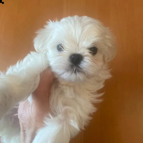 ragazzi/ragazze cuccioli maltesi bianchi come la neve | Foto 1