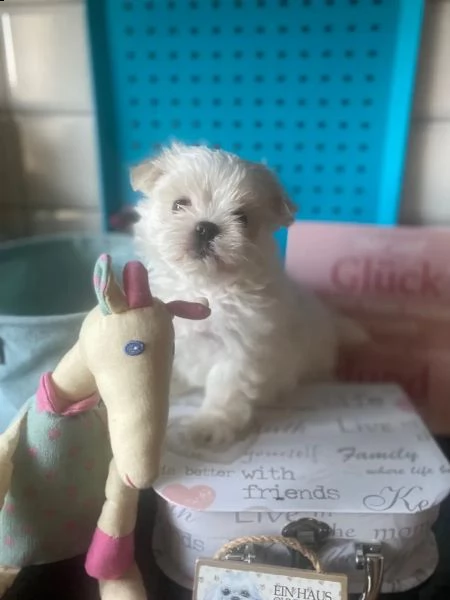 ragazzi/ragazze cuccioli maltesi bianchi come la neve | Foto 0