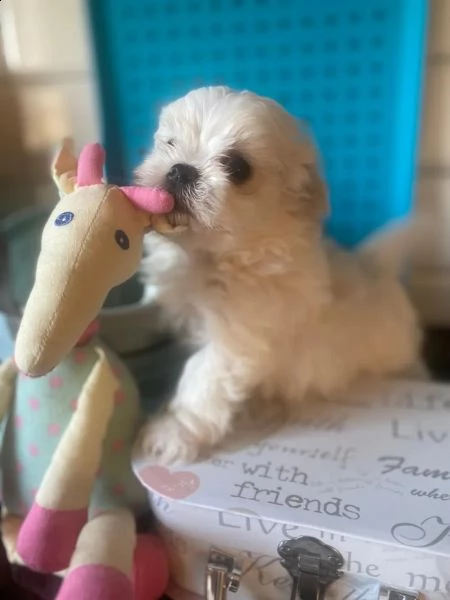 ragazzi/ragazze cuccioli maltesi bianchi come la neve