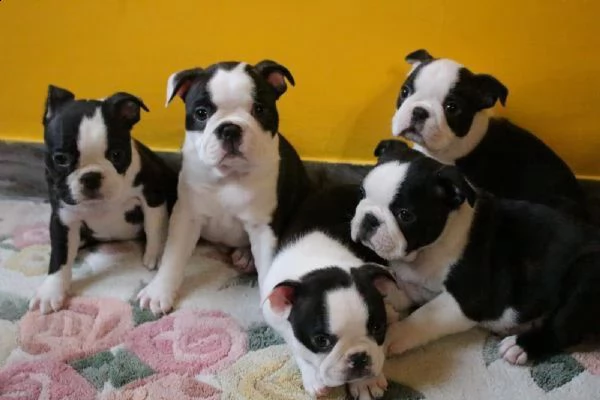 regalo disponibili affettuosi cuccioli con pedigree di boston terrier