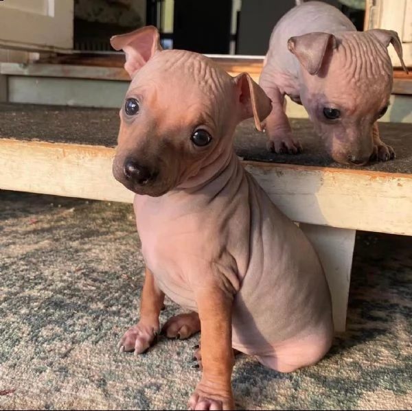 regalo di sponibili meravigliosi e dolcissimi cuccioli di american hairless terrier