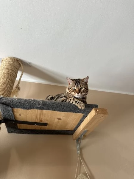 Bengala maschio monte