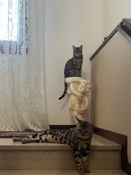 Bengala maschio monte | Foto 1