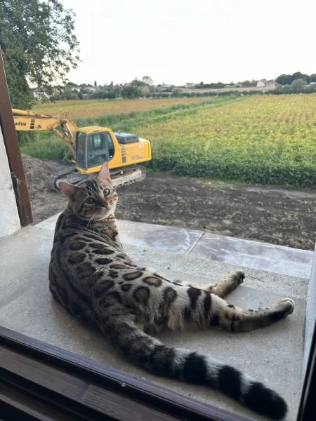 Bengala maschio monte | Foto 0