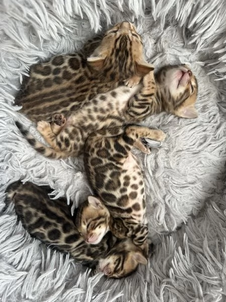 Cuccioli bengala  | Foto 3