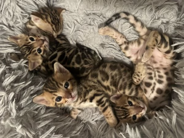 Cuccioli bengala  | Foto 0