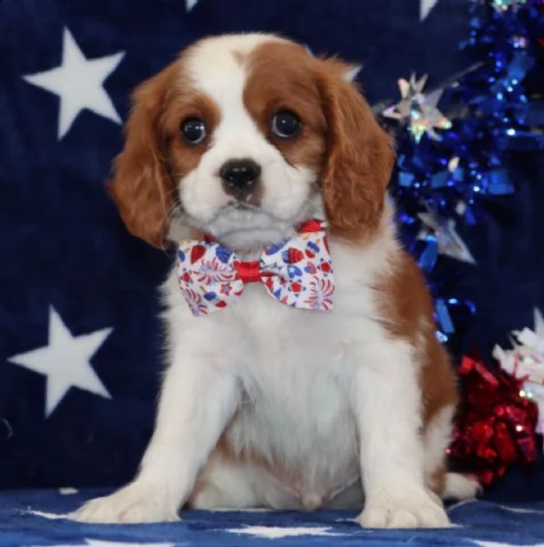 cuccioli di cavalier king  femminucce e maschietti per l'adozione gratuita 