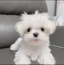 maltezer puppies te koop! | Foto 0