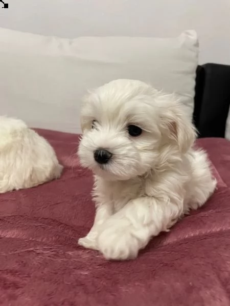 (mini) cuccioli di maltese,  | Foto 3