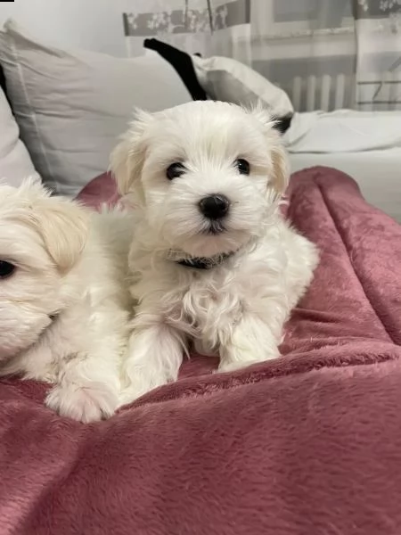 (mini) cuccioli di maltese,  | Foto 2