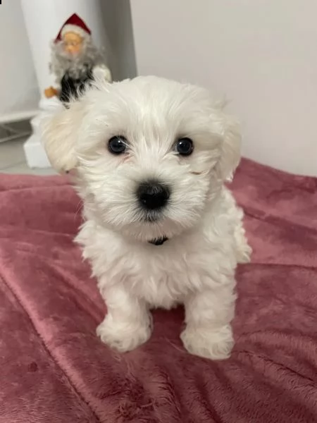 (mini) cuccioli di maltese,  | Foto 1