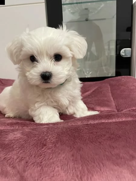 (mini) cuccioli di maltese,  | Foto 0