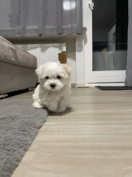 (mini) cuccioli di maltese, 