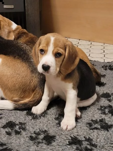  splendidi  cuccioli beagle con pedigree | Foto 3