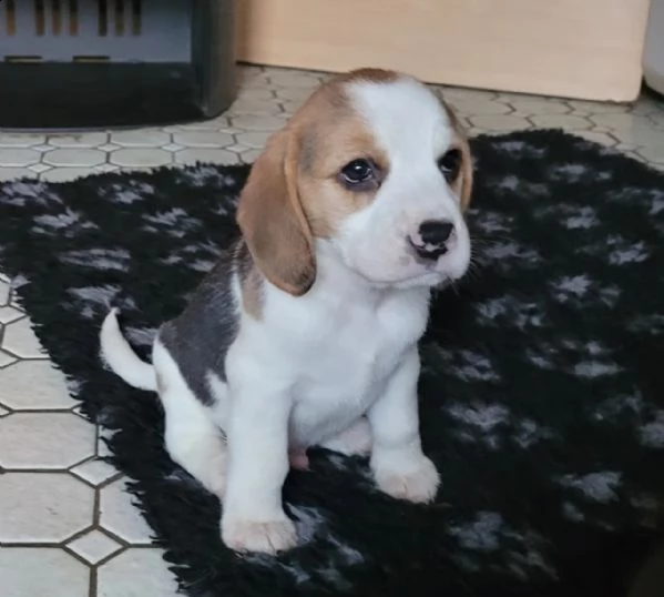  splendidi  cuccioli beagle con pedigree | Foto 2