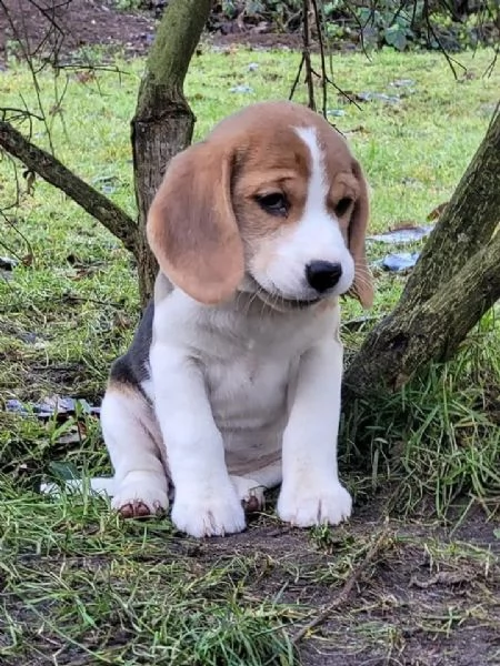  splendidi  cuccioli beagle con pedigree | Foto 1