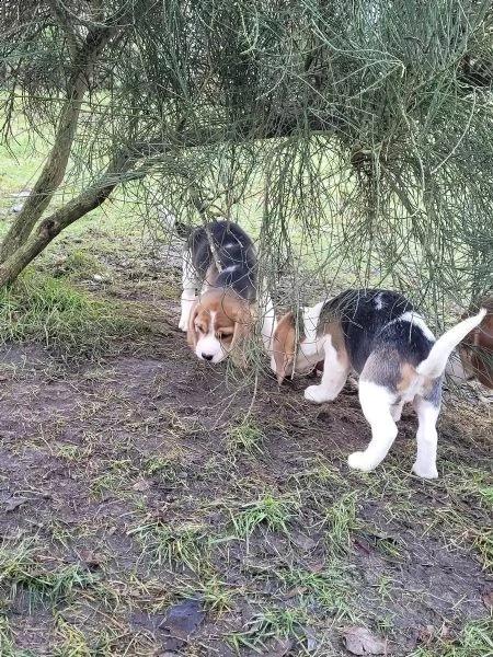  splendidi  cuccioli beagle con pedigree | Foto 0