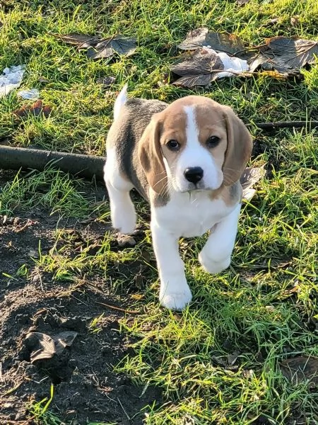  splendidi  cuccioli beagle con pedigree