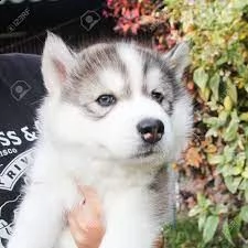 husky