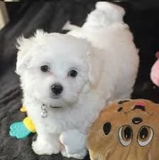 maltezer 