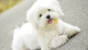 maltezer  | Foto 0