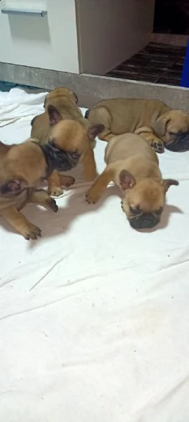 bulldog francese cuccioli in vendita | Foto 6