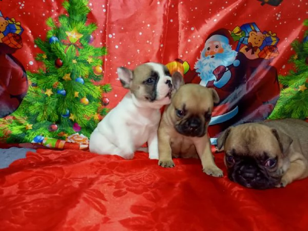 bulldog francese cuccioli in vendita | Foto 5