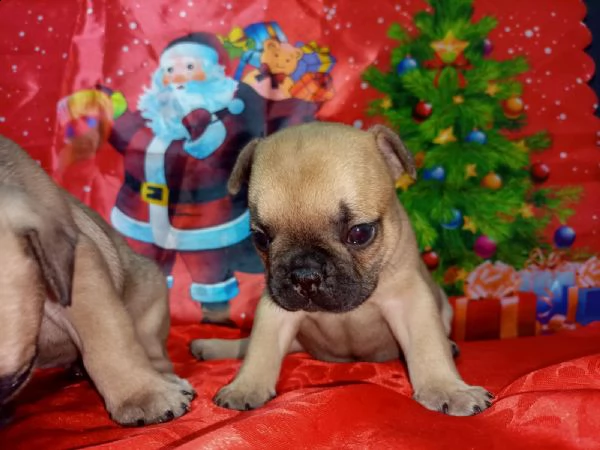 bulldog francese cuccioli in vendita | Foto 4