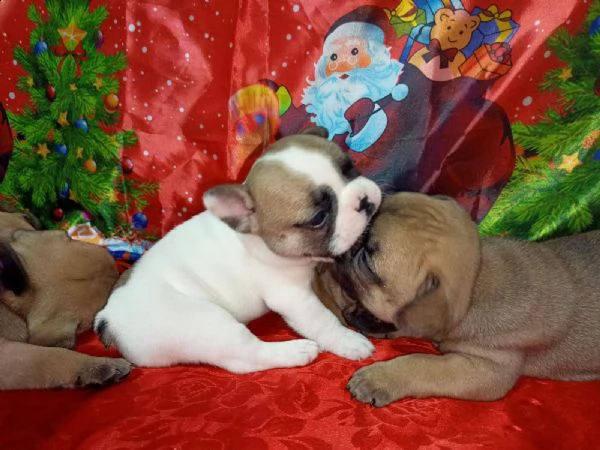 bulldog francese cuccioli in vendita | Foto 3