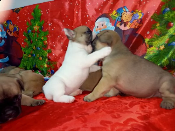 bulldog francese cuccioli in vendita | Foto 2