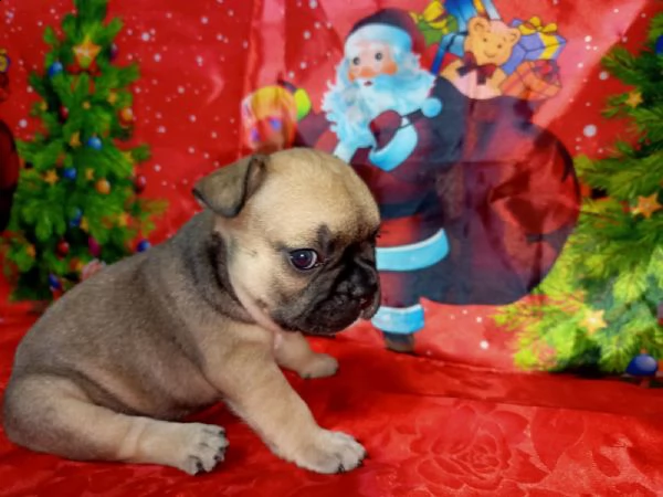 bulldog francese cuccioli in vendita | Foto 1