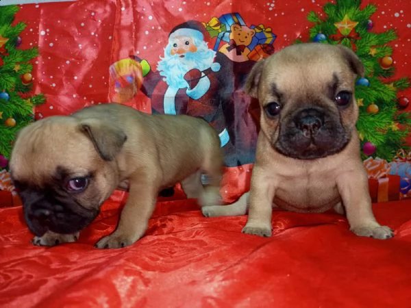 bulldog francese cuccioli in vendita | Foto 0