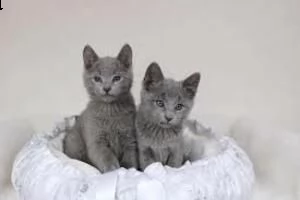 adorabili gattini blu di russia per adozione gratuita