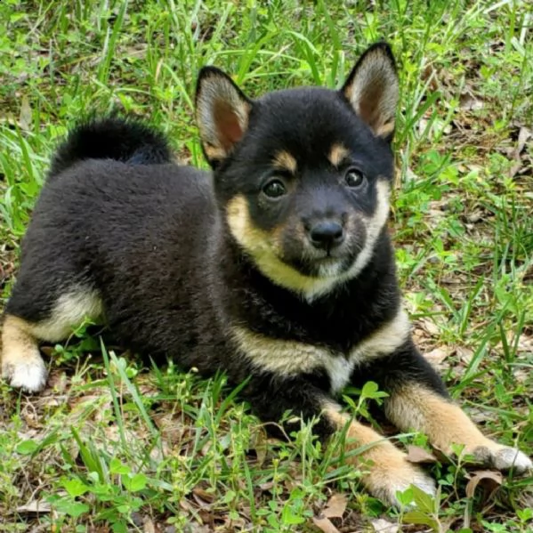 regalo cuccioli di shiba inu 