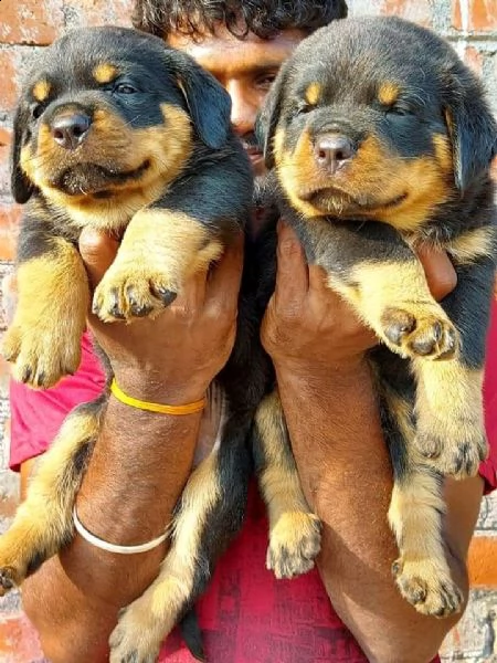 regalo cucciolo da volontario...... | Foto 0