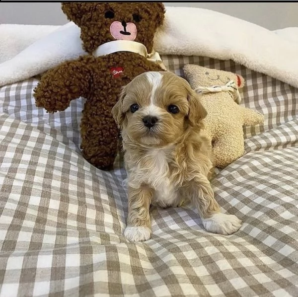 2regalo barboncino// | Foto 0