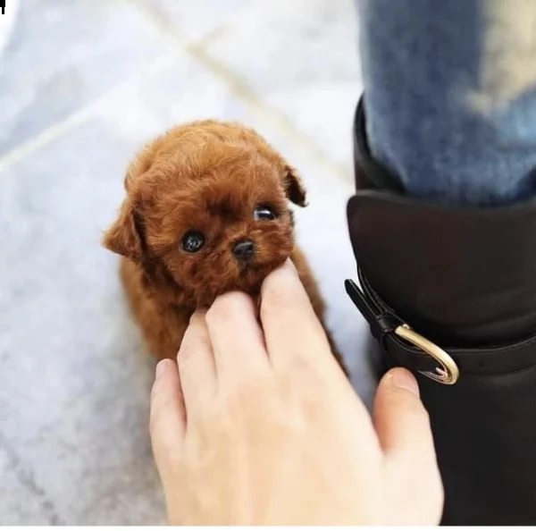 2regalo barboncino | Foto 0