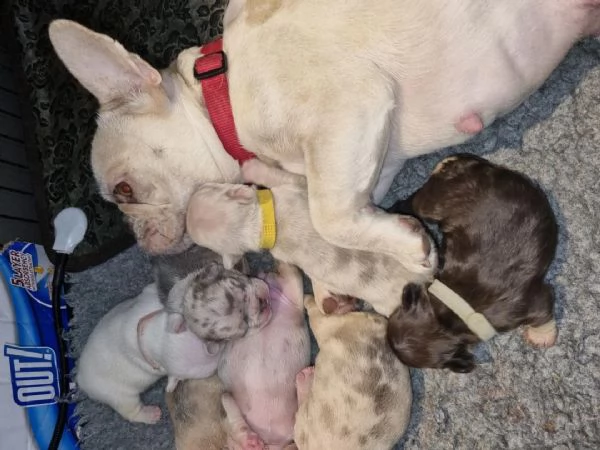 regalo bulldog frances meravigliosi 