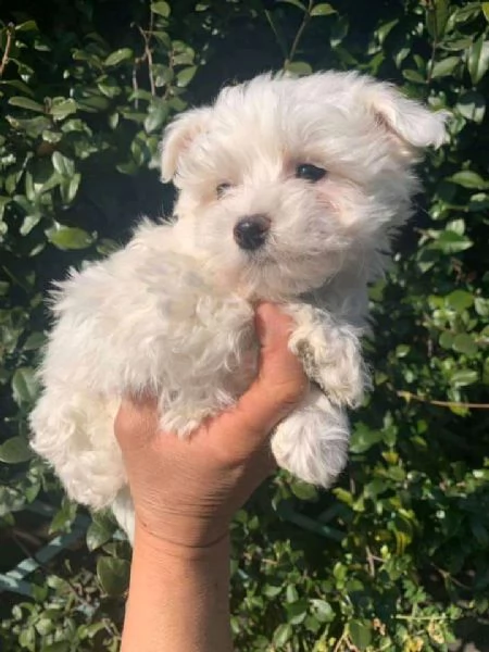 bellissimi cuccioli di maltese di taglia piccola,